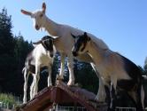 5th Annual Goat Festival In San Francisco 